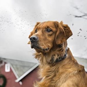 sportdog brand contain + train add a dog collar additional, replacement, or extra in ground fence + remote training collar waterproof and rechargeable with tone, vibrate, and static