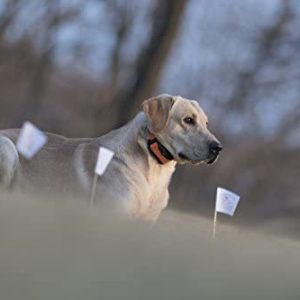 sportdog brand contain + train add a dog collar additional, replacement, or extra in ground fence + remote training collar waterproof and rechargeable with tone, vibrate, and static