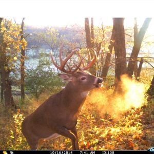 cuddelink long range ir trail/game camera, 4 pack