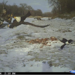 cuddelink long range ir trail/game camera, 4 pack
